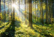 New research identifies ‘megatrends’ affecting forests forest