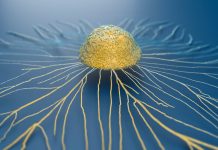 Genetically engineered T-cells can target and attack pathogenic T-cells that cause Type 1 diabetes pathogenic T-cells