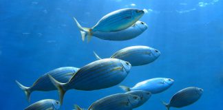 transmission of parasites