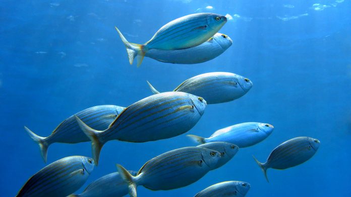 transmission of parasites