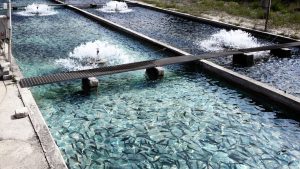 aquaculture sector