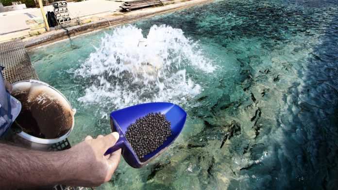 Antimicrobial resistance in aquaculture