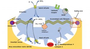 Osteoclasts 