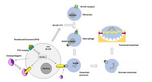 Osteoclasts 