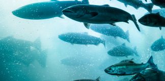 European aquaculture studies