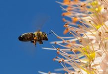 Air pollution has a detrimental effect to the health of Giant Asian honeybees Giant Asian honeybees