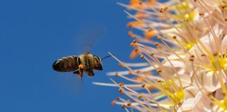 Giant Asian honeybees