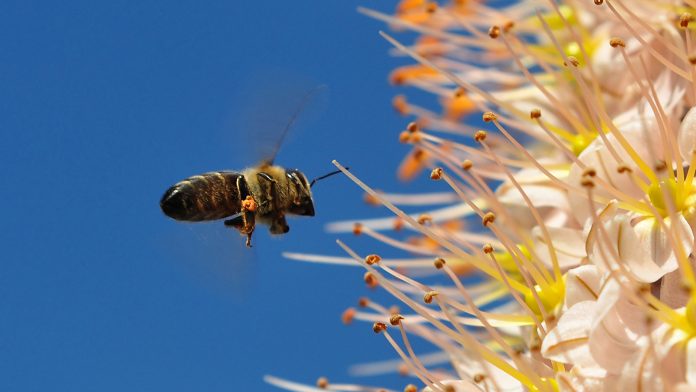 Giant Asian honeybees