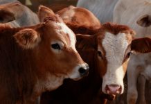 ‘One Health’ approach to nasal bacteria could lead to new treatments for bovine respiratory diseases bovine respiratory diseases