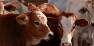 bovine respiratory diseases