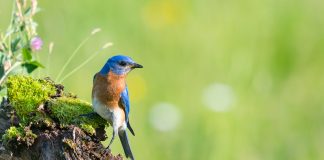 climate-related species extinction