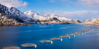 fishmeal and fish oil