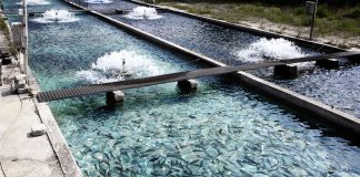 land-based salmon farming