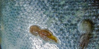 vaccine for sea lice