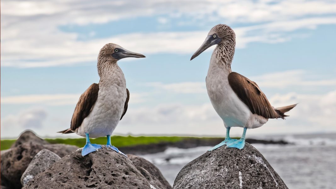 Scientists discover how the Galápagos ecosystem thrives | Innovation