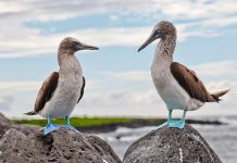 Galápagos ecosystem