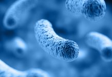 Studying bacteria to understand the functionality of DNA-repair proteins DNA-repair proteins