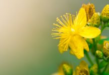 catalyst in green chemistry