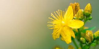 catalyst in green chemistry