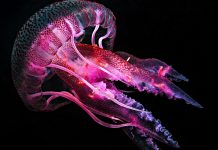 New underwater robot will gather extensive data on deep-sea species deep-sea species