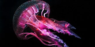 deep-sea species