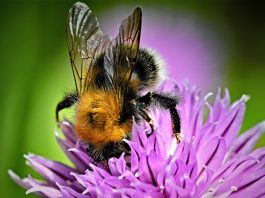 insecticides on wild bees
