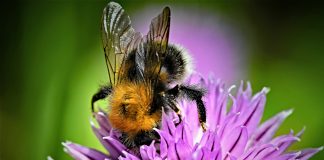 insecticides on wild bees