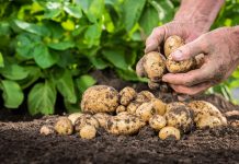 Do microplastics in soil affect the growth of agricultural crops? microplastics in soil