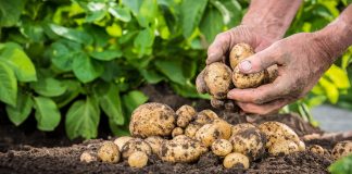 microplastics in soil