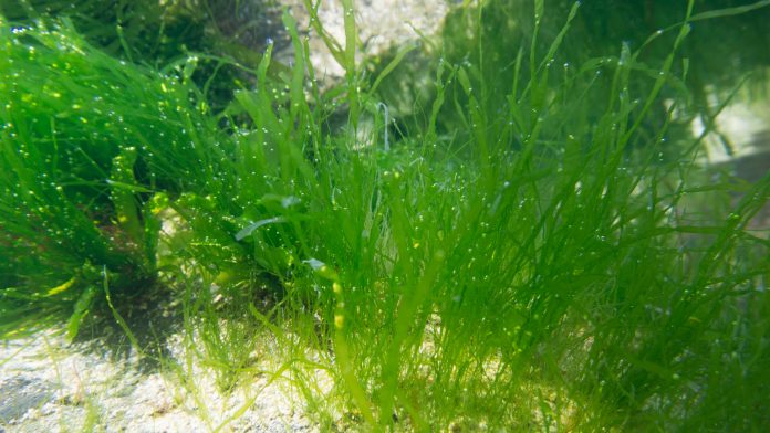 seagrass beds