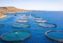 seafood sustainability