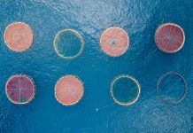 Sustainable delousing: a necessity for growth in salmon farming Sustainable delousing: a necessity for growth in salmon farming