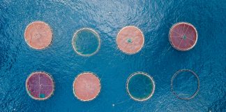 Sustainable delousing: a necessity for growth in salmon farming