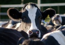 machine learning in agriculture