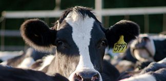 machine learning in agriculture