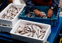 Small-scale fisheries could be the key to climate resilience in the food industry Small-scale fisheries