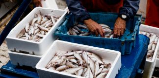 Small-scale fisheries