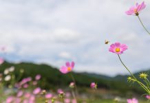 Can an increase in flowering fields help promote biodiversity? flowering fields