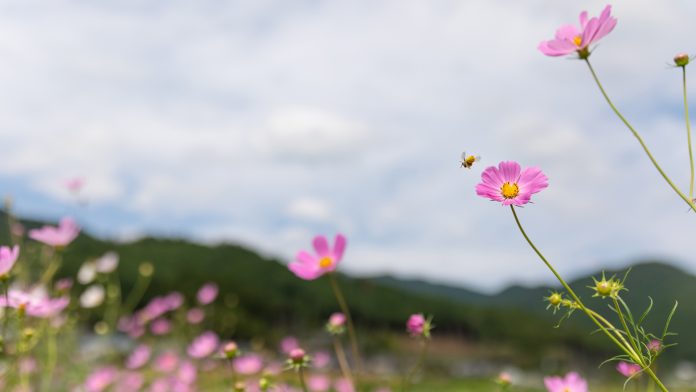 flowering fields