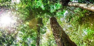 The Amazon deforestation regrowth climate change