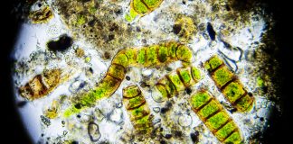 oil-producing microalgae