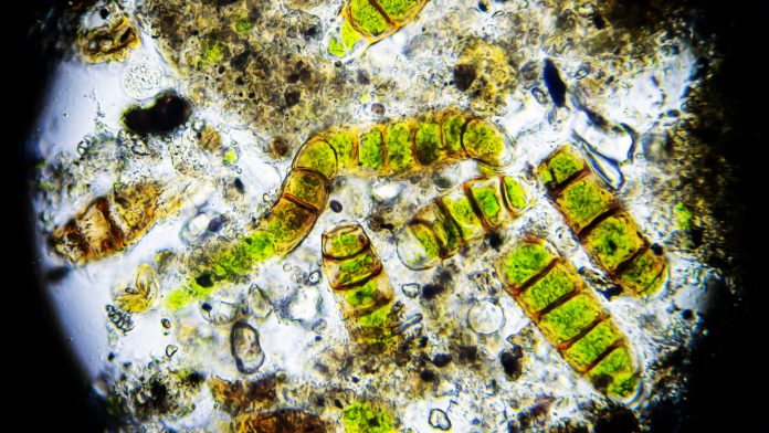 oil-producing microalgae