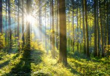 Scientists design ‘smart’ device to harvest daylight Device to harvest daylight