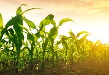 Protecting plant fertility from stress Protecting plant fertility from stress