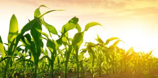 Protecting plant fertility from stress