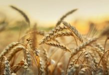 Future of food: Beneficial bacteria help wheat survive in the heat future of food