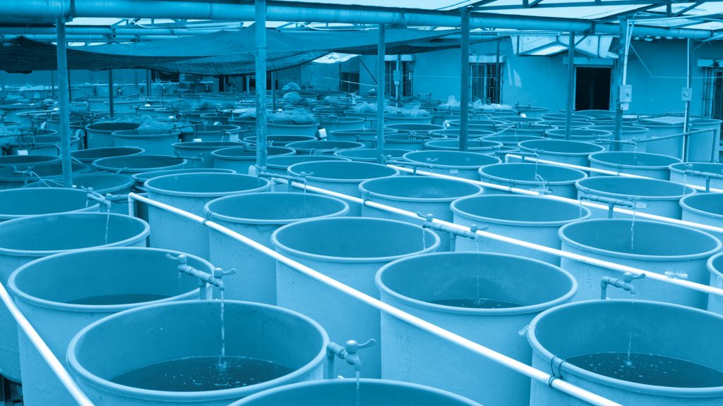 New biofilter media improving water quality in aquaculture