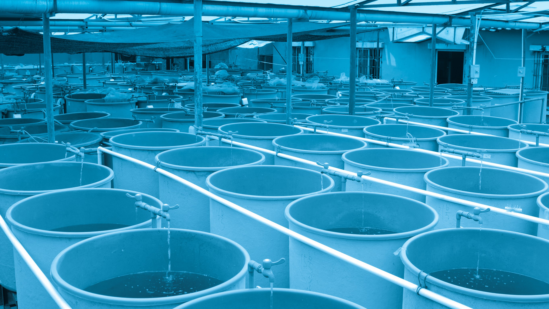 New biofilter media improving water quality in aquaculture