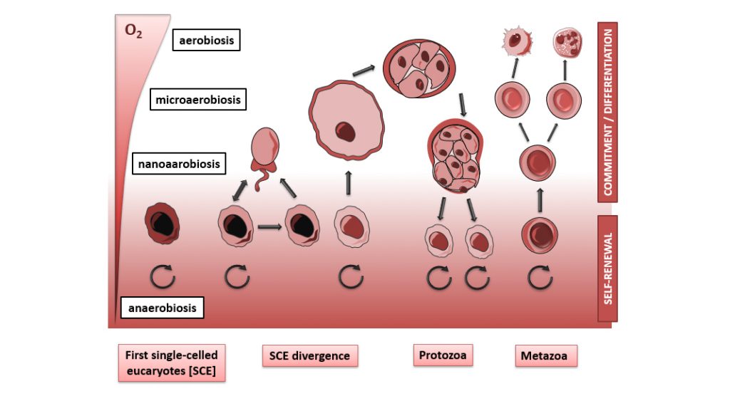 Stem cell engineering: learning from the evolution