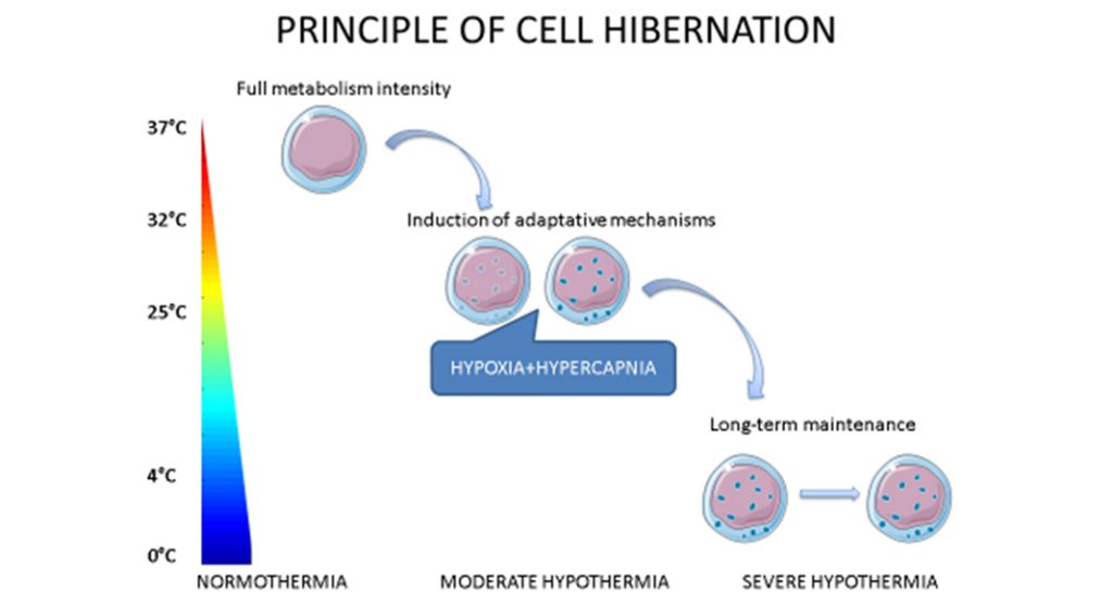 Stem cell engineering: learning from the evolution